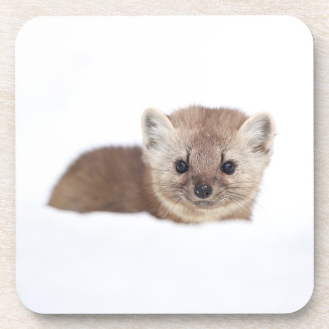 Niedliche Kleintiere | Pine Marten Getränkeuntersetzer (Vorderseite)
