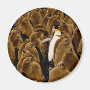 Niedliche Kleintiere   Pinguin unter Jugendlichen Magnet