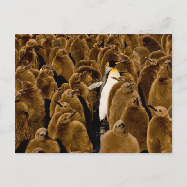 Niedliche Kleintiere | Pinguin unter Jugendlichen Postkarte (Vorderseite)