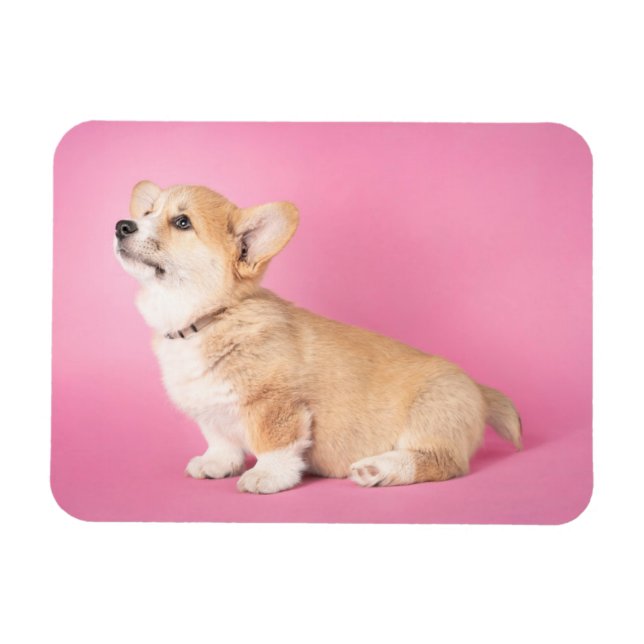 Niedliche Kleintiere | Pink Corgi Puppy Magnet (Horizontal)