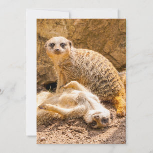 Niedliche Kleintiere Playful Meerkats Dankeskarte