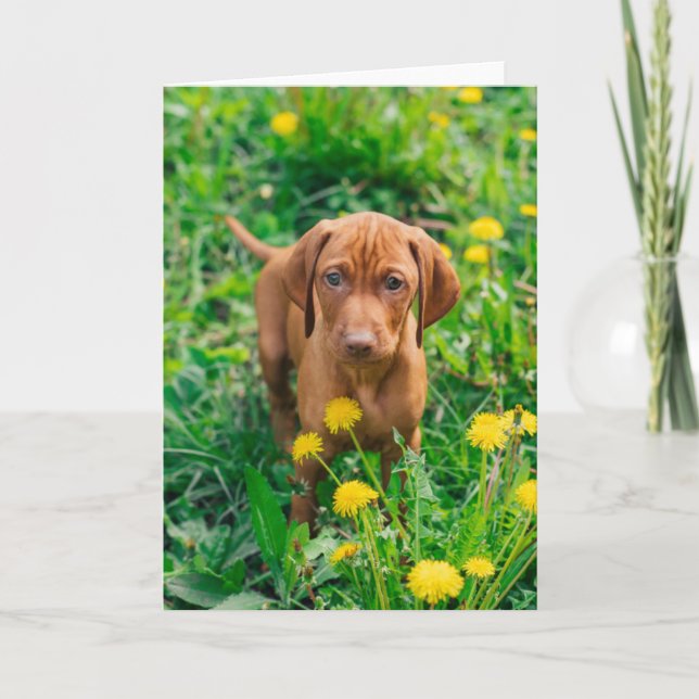 Niedliche Kleintiere | Pointer Puppy Karte (Vorderseite)