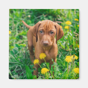 Niedliche Kleintiere   Pointer Puppy Magnet