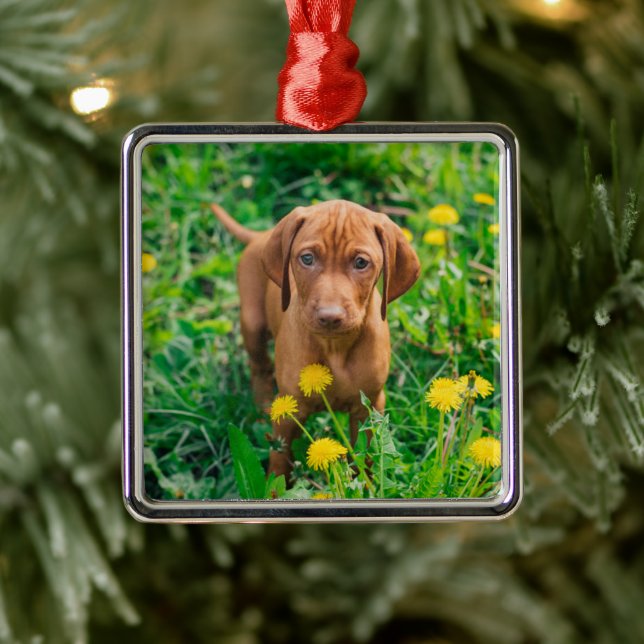 Niedliche Kleintiere | Pointer Puppy Ornament Aus Metall (Baum)