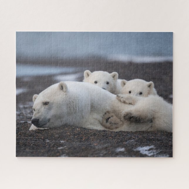 Niedliche Kleintiere | Polar Bear Family Alaska (Horizontal)