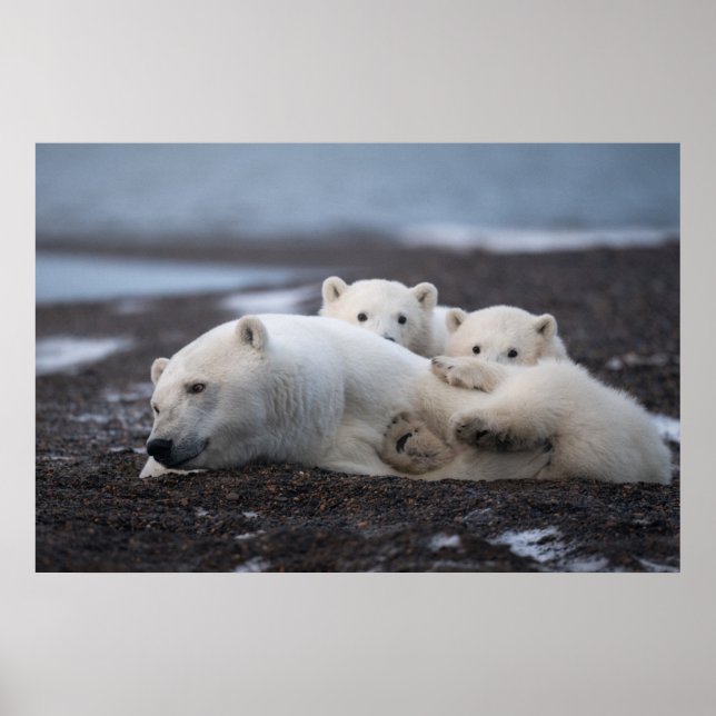 Niedliche Kleintiere | Polar Bear Family Alaska Poster (Vorne)