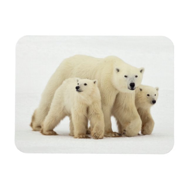 Niedliche Kleintiere | Polar Bear Family Magnet (Horizontal)