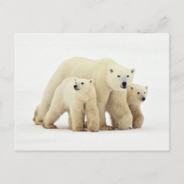 Niedliche Kleintiere | Polar Bear Family Postkarte (Vorderseite)