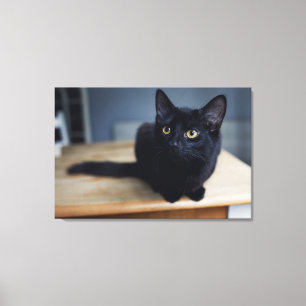 Niedliche Kleintiere Portrait einer Schwarzen Ka Leinwanddruck