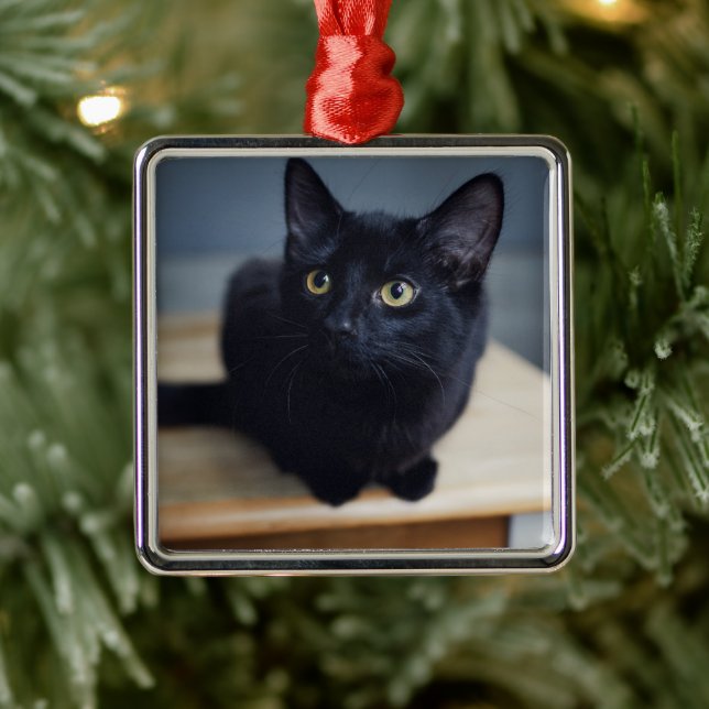 Niedliche Kleintiere | Portrait einer Schwarzen Ka Ornament Aus Metall (Baum)