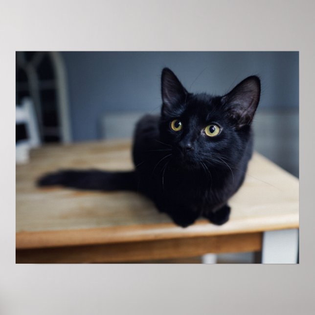 Niedliche Kleintiere | Portrait einer Schwarzen Ka Poster (Vorne)