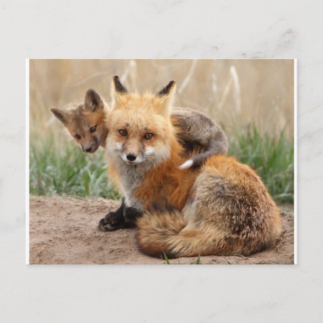 Niedliche Kleintiere | Red Fox & Baby Postkarte (Vorderseite)