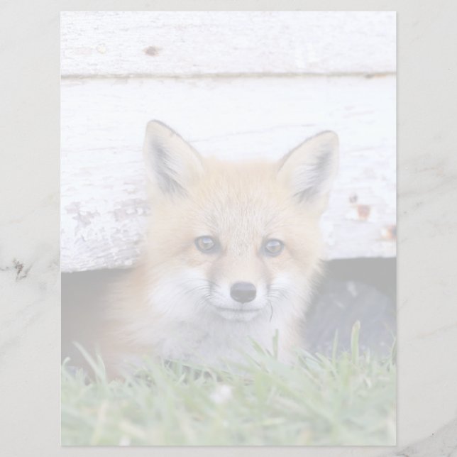 Niedliche Kleintiere | Red Fox Kit Peeking (Vorderseite)