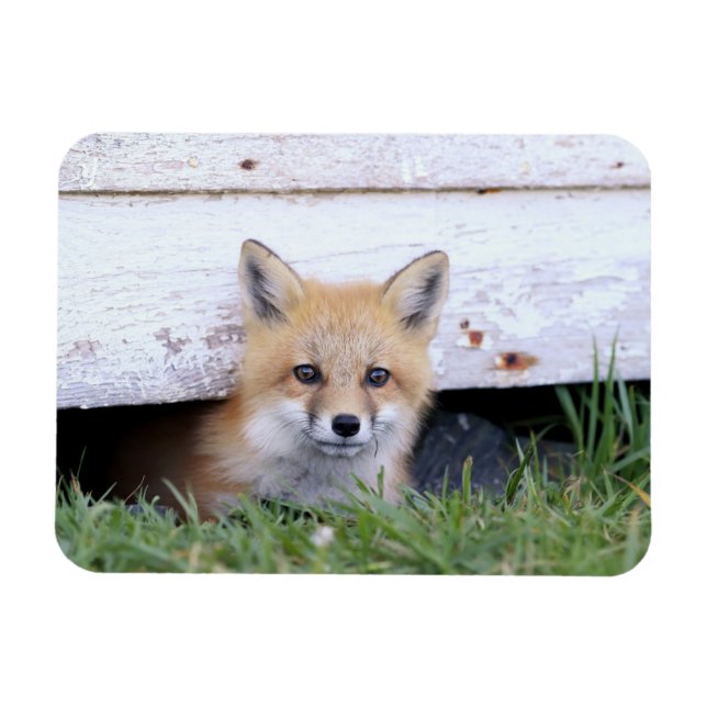 Niedliche Kleintiere | Red Fox Kit Peeking Magnet (Horizontal)