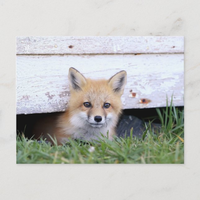 Niedliche Kleintiere | Red Fox Kit Peeking Postkarte (Vorderseite)