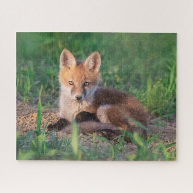 Niedliche Kleintiere | Red Fox Kit Relaxen (Horizontal)