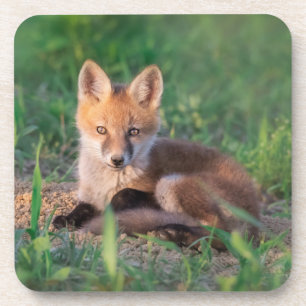 Niedliche Kleintiere Red Fox Kit Relaxen Getränkeuntersetzer