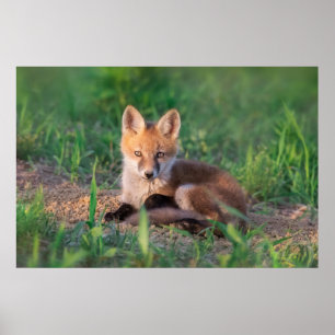 Niedliche Kleintiere Red Fox Kit Relaxen Poster