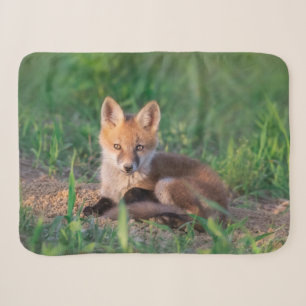 Niedliche Kleintiere   Red Fox Kit Relaxen Sherpadecke