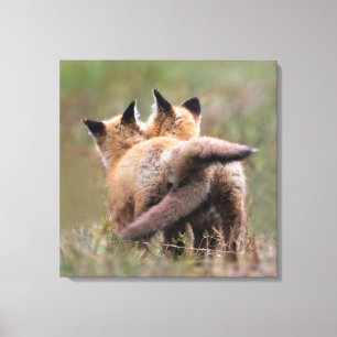 Niedliche Kleintiere   Red Fox Kits Locking Schwan Leinwanddruck