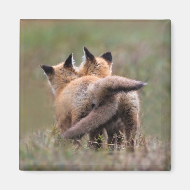 Niedliche Kleintiere | Red Fox Kits Locking Schwan Magnet (Vorne)