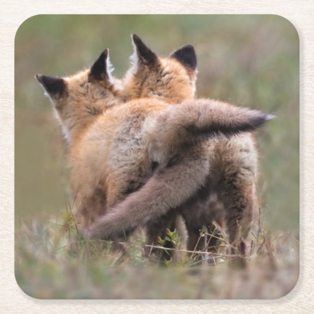 Niedliche Kleintiere | Red Fox Kits Locking Schwan Rechteckiger Pappuntersetzer (Vorderseite)
