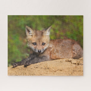 Niedliche Kleintiere Red Fox Pup