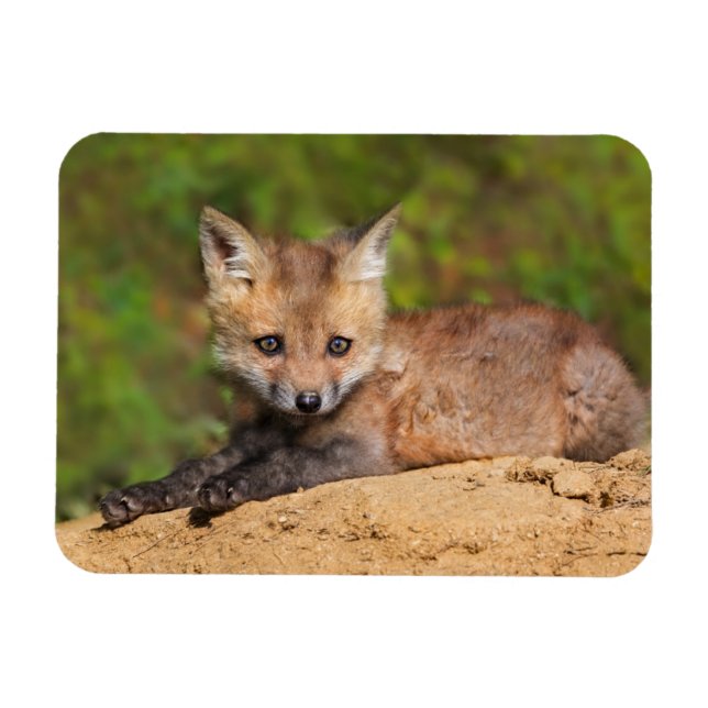 Niedliche Kleintiere | Red Fox Pup Magnet (Horizontal)