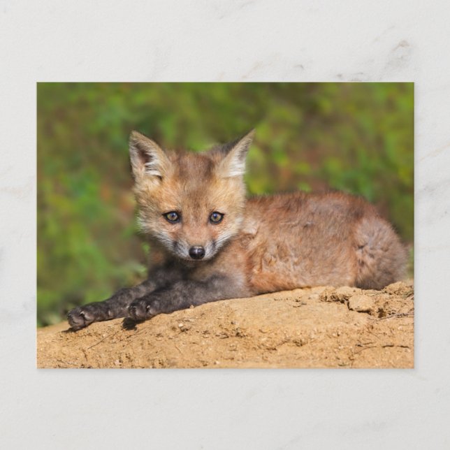 Niedliche Kleintiere | Red Fox Pup Postkarte (Vorderseite)