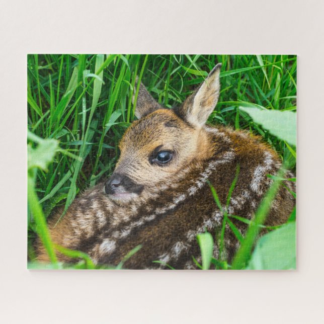 Niedliche Kleintiere | Roe Deer Baby (Horizontal)