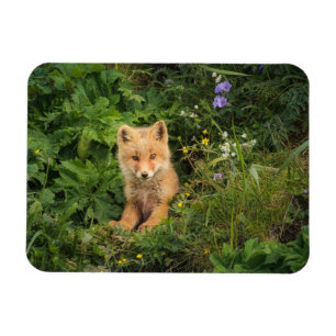 Niedliche Kleintiere Rotfuchs bei Umnak Alaska Magnet