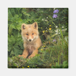 Niedliche Kleintiere   Rotfuchs bei Umnak Alaska Magnet