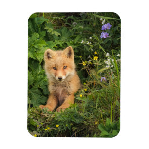 Niedliche Kleintiere Rotfuchs bei Umnak Alaska Magnet