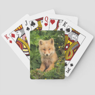 Niedliche Kleintiere   Rotfuchs bei Umnak Alaska Spielkarten