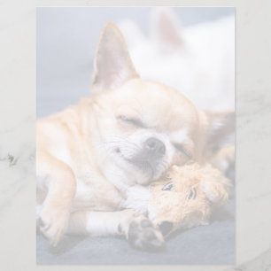 Niedliche Kleintiere Rothaariger Chihuahua-Hund