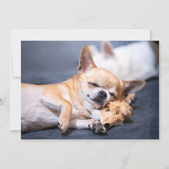 Niedliche Kleintiere | Rothaariger Chihuahua-Hund Dankeskarte (Vorderseite)