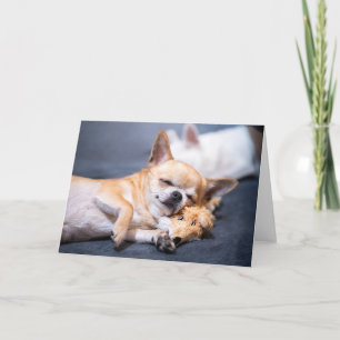 Niedliche Kleintiere Rothaariger Chihuahua-Hund Karte