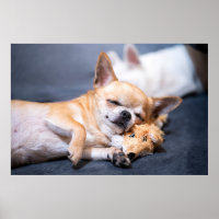 Niedliche Kleintiere | Rothaariger Chihuahua-Hund