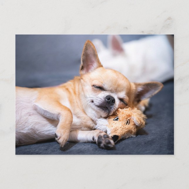 Niedliche Kleintiere | Rothaariger Chihuahua-Hund Postkarte (Vorderseite)