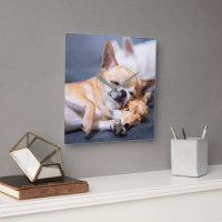 Niedliche Kleintiere | Rothaariger Chihuahua-Hund