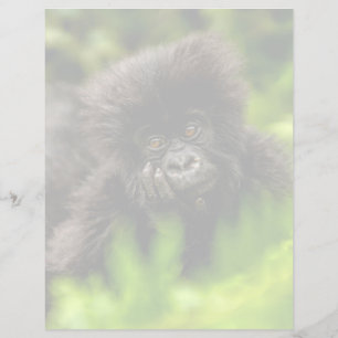 Niedliche Kleintiere Säugling Gorilla