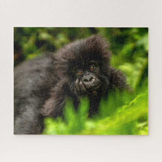Niedliche Kleintiere | Säugling Gorilla (Horizontal)