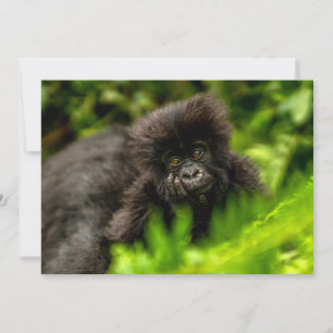 Niedliche Kleintiere   Säugling Gorilla Dankeskarte