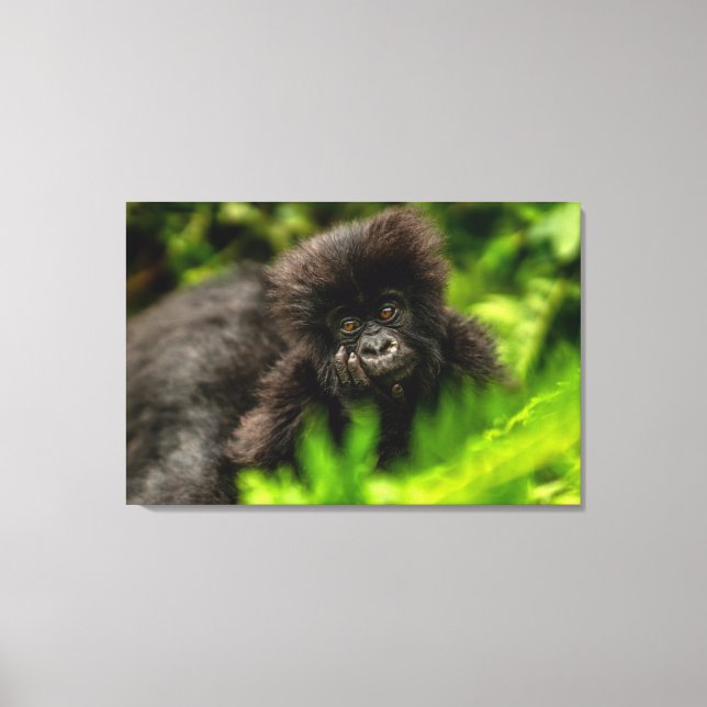 Niedliche Kleintiere | Säugling Gorilla Leinwanddruck (Vorderseite)