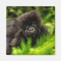 Niedliche Kleintiere | Säugling Gorilla