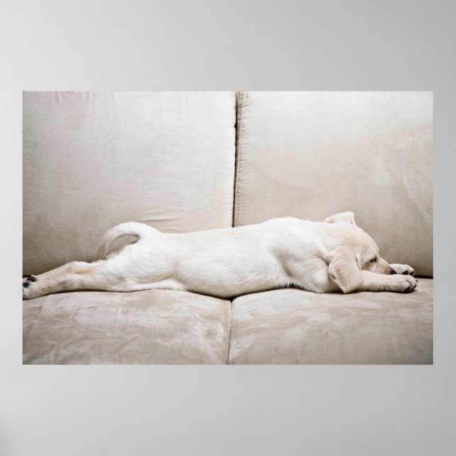 Niedliche Kleintiere | Schläfengelbes Labrador-Wel Poster (Vorne)