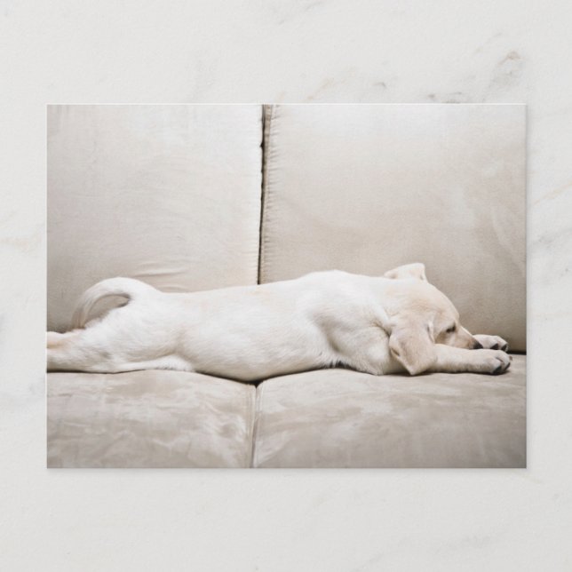 Niedliche Kleintiere | Schläfengelbes Labrador-Wel Postkarte (Vorderseite)