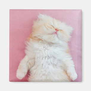 Niedliche Kleintiere   Schönes Kittenschlafen Magnet