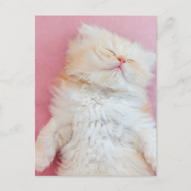 Niedliche Kleintiere | Schönes Kittenschlafen Postkarte (Vorderseite)