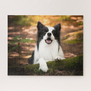 Niedliche Kleintiere Schwarz-Weiß-Border-Collie